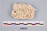 藏品(珊瑚化石)的圖片